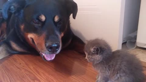 rottweiler and kitten become friends
