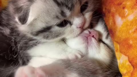 Cute cats