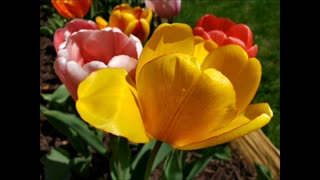 Tulips