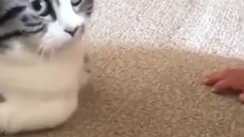 The Best Funny Cat Videos Of The 2022 #298- Funny Cats Compilation