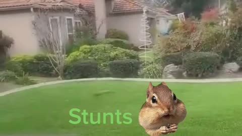 Squirell stunt