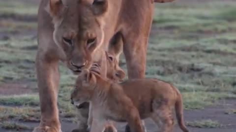 Lion cubs wanting milk