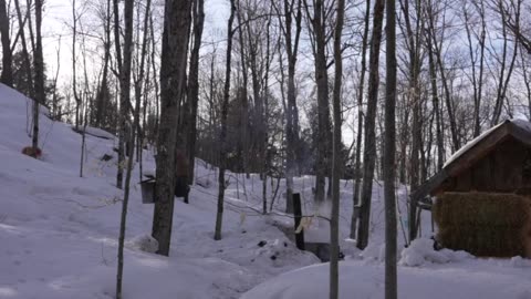 Making Maple Syrup with My Daughter and Two Sisters