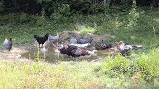 Chickens & Ducks Turkeys Enjoying the Pond