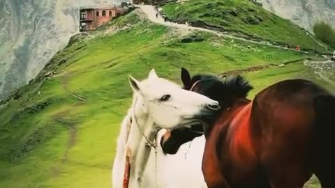 Horse kissing viral video