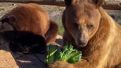 The two bears are enjoying their lunch