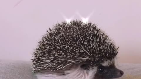 How to pet a hedgehog! ✨