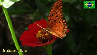 beautiful butterflies - Brasil