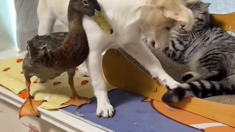 Cute cats,dog and duck are playing.