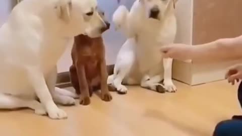 Funny dogs videos its time to fun with dog