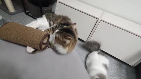 Bite sleeve are you serious, hooman