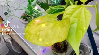 Irvine California Woodbridge indoor hydroponics Aerogarden project #epic chronicles 3/2/2022 b