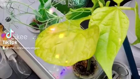 Irvine California Woodbridge indoor hydroponics Aerogarden project #epic chronicles 3/2/2022 b