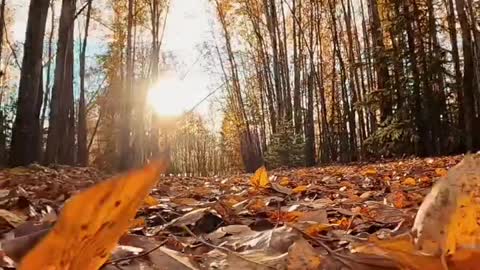 When the leaves fall in sync with the music 🍁😍🙌🏼 .