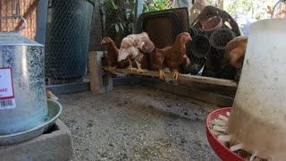 Backyard Chickens Baby Golden Sex Links Chicks Hens!