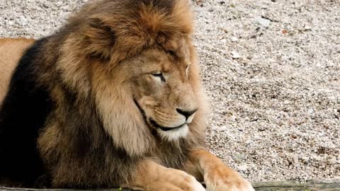 LION ROARRR. THE BEAUTY OF LION.