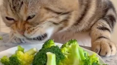 Can you imagine that cats also like vegetables?