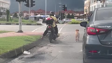 Dog Obeys Traffic Laws