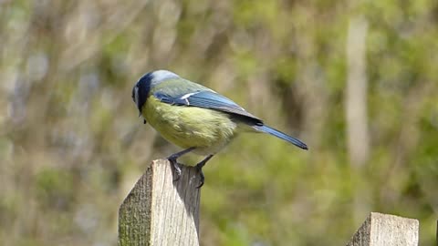 blue tit bird song