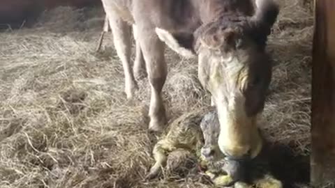 Part 3 of a complicated birth baby calf is ok!