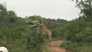 Pair of giraffes caught fighting in wild