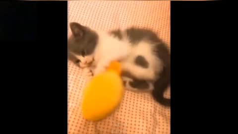 funny cat videos