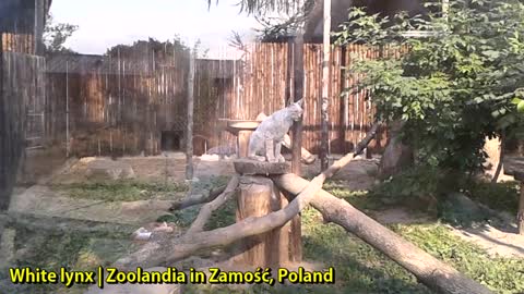 White lynx | Zoolandia in Zamość, Poland