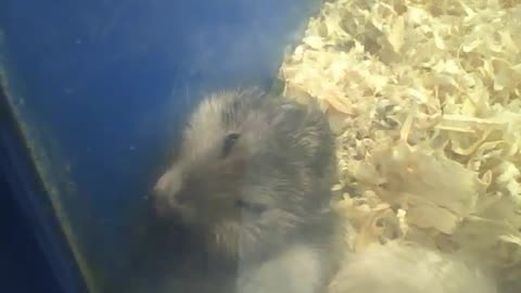 Russian dwarf hamster eats fast, the food must be tasty! [Nature & Animals]