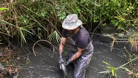 Draining the Swamp - Catching Fish with My Hands