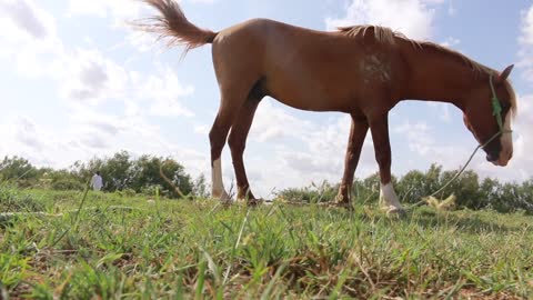 Horse Animal Grass Eating