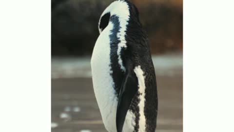 Penguin