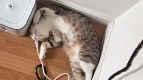 Funny Cat Sleeping