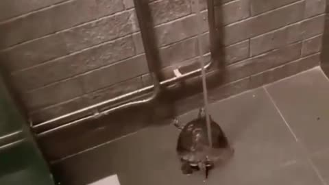 Tortoise taking bath