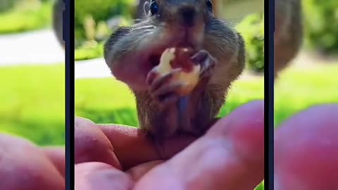 Cute squirrel, cute animals,