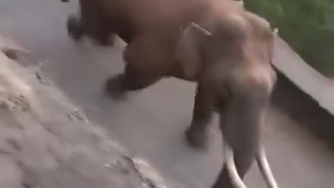Elephant walking in the forest