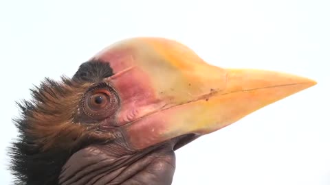 This odd-looking bird is extremely rare and on the verge of extinction