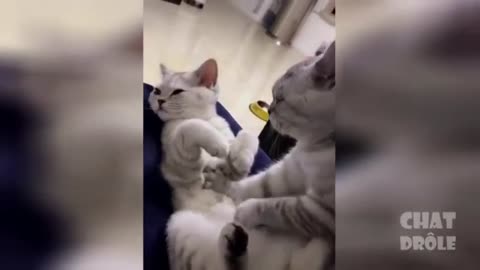 Laugh that makes your day - cat and dogs funny viral