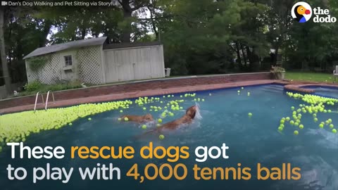 Dogs Swim In A Pool Filled with Tennis Balls | The Dodo