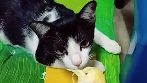 Cat funny videos #cutecat