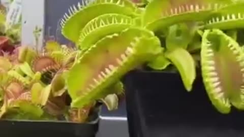 Carnivorus Plant Almost Smashes The Huge Prey #venusflytrap