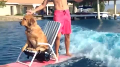 Guy takes his dog on a wakeboard