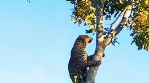 Leopard on the Tree