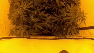 Day 41 Cannabis grow timelapse start flowering indoor hemp weed Autoflowering X Treme