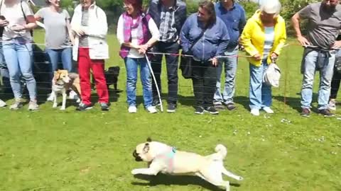 Awesome pug dog who fall in love the owner