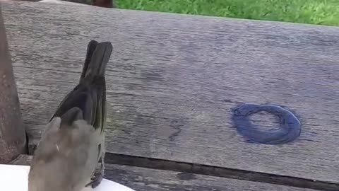 Sharing A Meal With A Bird --