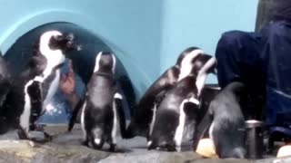 Cute penguins at Monterey Bay Aquarium
