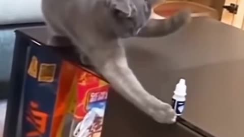 Smart cat