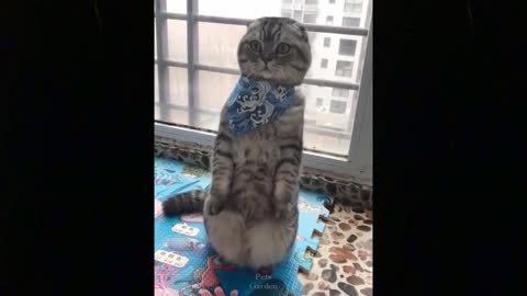 The funniest and most humorous cat videos ever