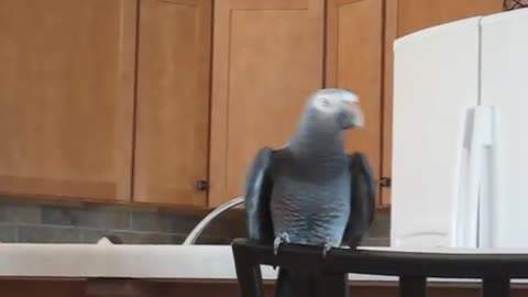 Timneh African Grey Song & Dance