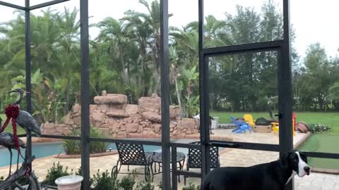 Great Dane Checks Out Christmas Thunderstorm & Windy Palm Trees